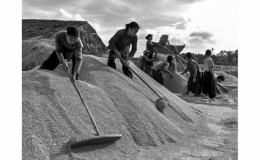 Thái Bình hạt gạo chia ba