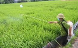 Tiền Hải: Phòng, trừ sâu bệnh bảo vệ lúa mùa