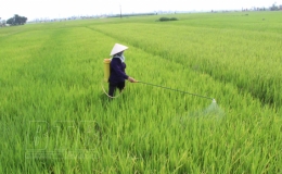Tiền Hải: Từ ngày 11-14/9 thực hiện chiến dịch phòng trừ sâu bệnh bảo vệ lúa mùa