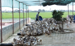 Vịt biển, trứng vịt biển Đông Xuyên - sản phẩm OCOP tiêu biểu