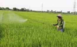 Vũ Thư: Rầy xuất hiện với mật độ 300 – 500 con trên mét vuông ở một số xứ đồng