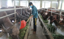 Vũ Thư: Triển khai một số nhiệm vụ trọng tâm trong sản xuất nông nghiệp