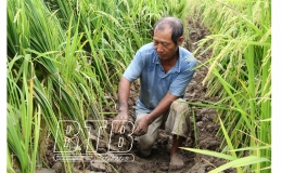 Đông Hưng: Hỗ trợ trên 41 tấn giống các loại cho sản xuất vụ đông