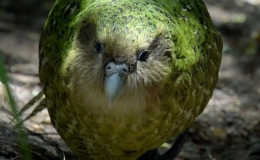 Giải trình tự gene giúp bảo tồn loài vẹt Kakapo có nguy cơ tuyệt chủng