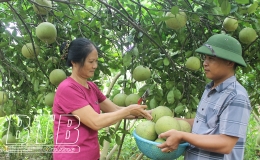 Hồng Lý: Bưởi được mùa, rớt giá