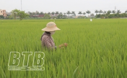 Phòng, trừ sâu bệnh hại lúa mùa cuối vụ