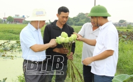 Sen nở trên đất lúa