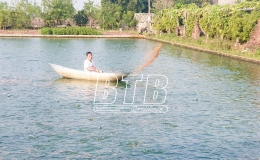 Thu tiền tỷ từ nuôi cá rô đồng