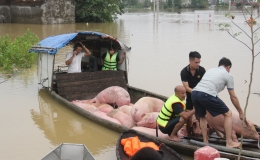 Bộ Y tế khuyến cáo: Người dân vùng bão lũ không sử dụng gia súc, gia cầm chết chế biến thực phẩm