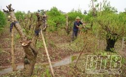 Cứu đào bị ngập sau bão