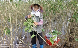 Hồng Phong: Chăm sóc, phục hồi cây dâu sau lũ