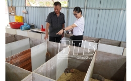 Nông dân Thái Thụy làm giàu