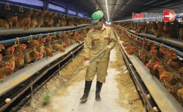 Quy định mức hỗ trợ sản xuất, chế biến, bảo quản và tiêu thụ nguyên liệu trong nước để sản xuất thức ăn chăn nuôi từ 20/9/2024