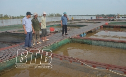 Quỳnh Phụ: gần 100ha nuôi thủy sản thiệt hại do lũ bão