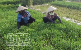 Rau muống làng Bái: Hướng tới sản phẩm OCOP