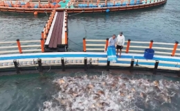 'Trang trại xanh' trên biển rộng bằng 7 sân bóng rổ