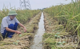 Vụ đông sớm ở Hưng Hà