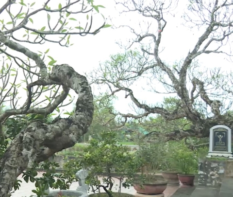 Hai cây đại cổ - linh hồn của làng quê Đồng Thanh
