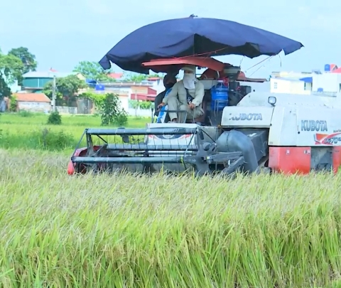 Niềm vui được mùa lúa xuân