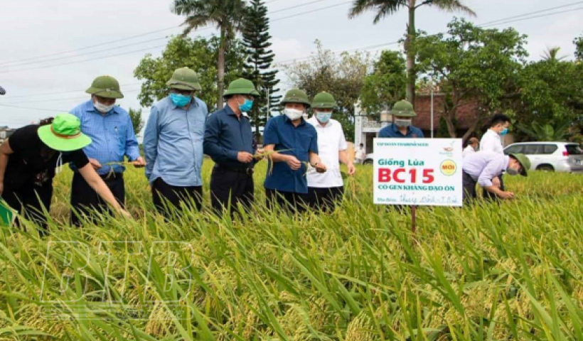 Công ty Cổ phần Tập đoàn ThaiBinh Seed được trao giải nhất của dự án Sản xuất lúa bền vững và giảm phát thải khí nhà kính AgResults
