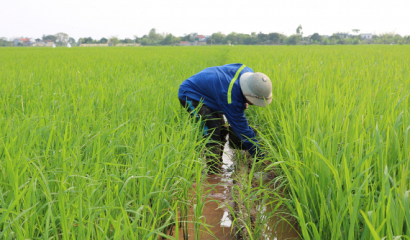 Đồng chí Bí thư Tỉnh ủy, Chủ tịch HĐND tỉnh kiểm tra tình hình sản xuất nông nghiệp tại huyện Kiến Xương