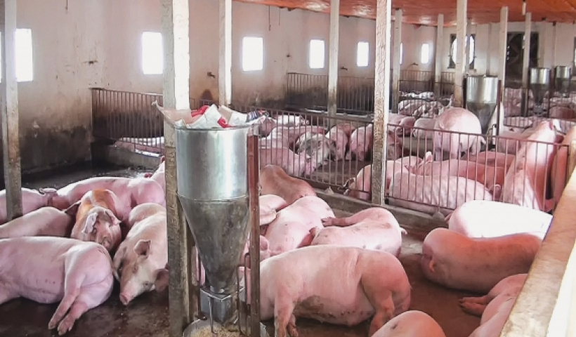 Hưng Hà: Người chăn nuôi gặp khó khi giá thức ăn tăng cao