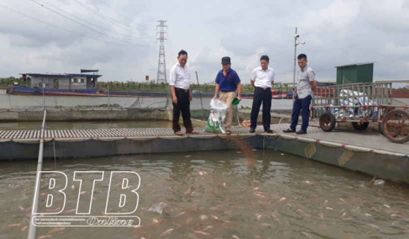 Hưng Hà: Phát triển nuôi cá lồng từ con đặc sản