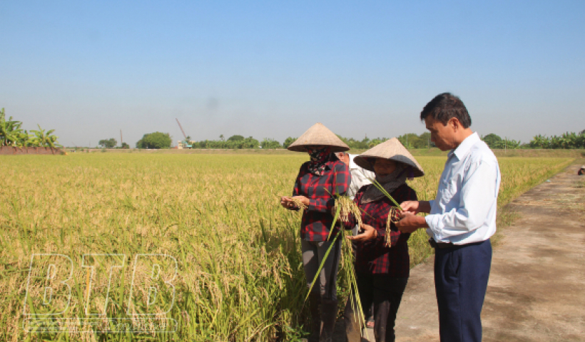 Nếp A Sào trên đồng đất Thụy Ninh vượt trội về năng suất, chất lượng 