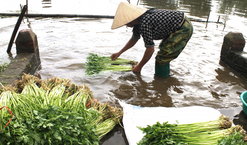 Nông dân Tân Lập (Vũ Thư) tất bật chăm sóc, thu hoạch rau cần phục vụ thị trường tết Nguyên đán