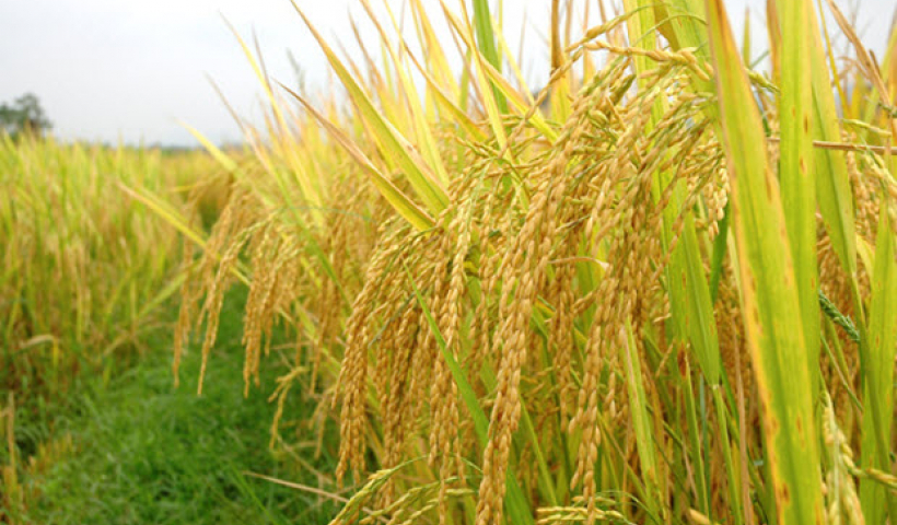Phải từng bước nâng cao giá trị sản xuất lúa gạo 