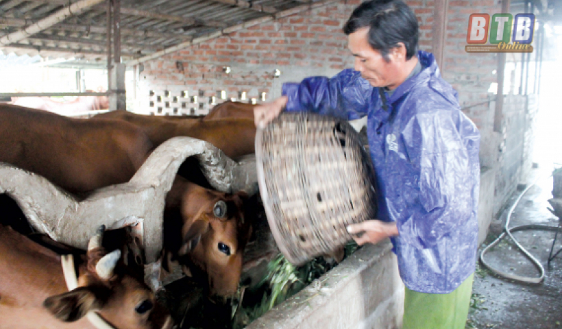 Phát triển chăn nuôi đại gia súc giúp người chăn nuôi có sinh kế bền vững 