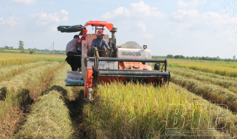 Tập trung chỉ đạo thu hoạch lúa mùa, bảo vệ cây vụ đông năm 2022 