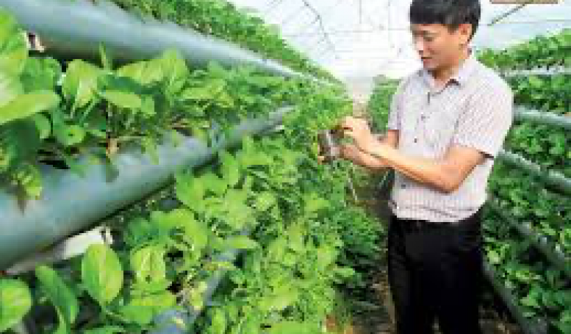Thái Bình chuyển đổi phương thức sản xuất, cơ cấu cây trồng nhằm nâng cao giá trị gia tăng