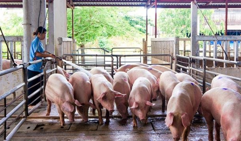 Thái Bình: Giá lợn hơi giảm mạnh còn 69.000 đồng/kg