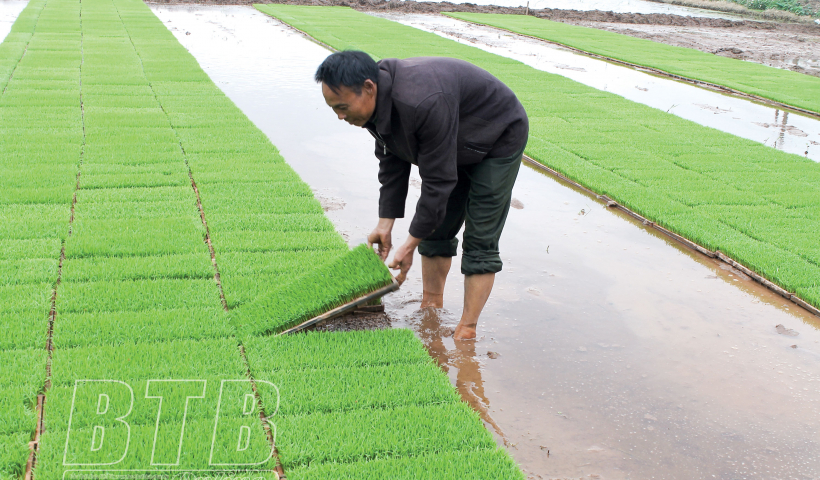 Thái Bình: Phấn đấu hoàn thành gieo cấy lúa xuân trước ngày 25/2