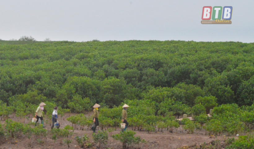 Thái Bình phấn đấu trồng trên 1 triệu cây các loại