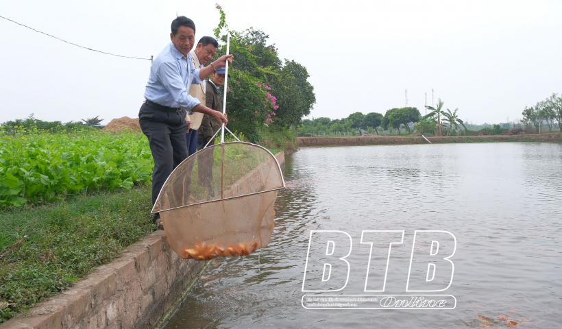 Thái Bình: Trên 3.760 người cao tuổi đang là chủ trang trại, cơ sở sản xuất, kinh doanh có thu nhập cao