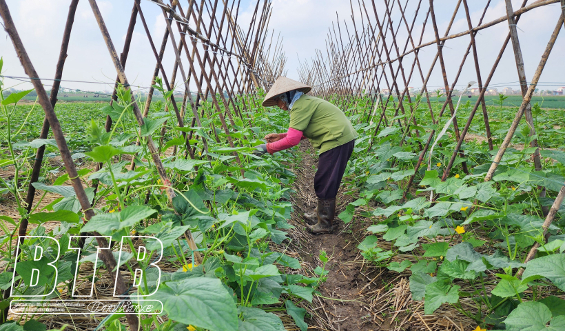 Thái Bình: Trồng trên 12.320ha cây màu xuân, đạt trên 82% kế hoạch