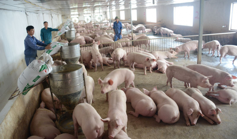 Tổng đàn lợn tăng 15,7% so với cùng kỳ