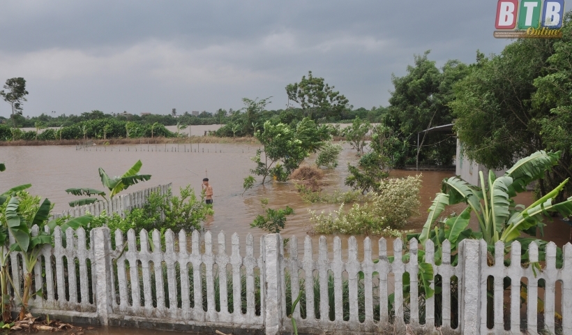 Nước sông Trà Lý dâng cao khiến một số hộ nuôi trồng thủy sản tại xã Thái Thọ bị ngập úng. Ảnh: Trần Tuấn.