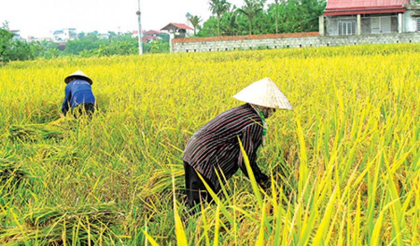 Nông dân xã Thụy Trình (Thái Thụy) tích cực thu hoạch lúa mùa.