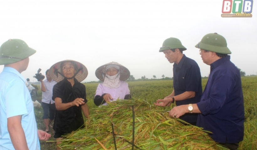 Đồng chí Nguyễn Hồng Chuyên, Ủy viên Ban Thường vụ,Trưởng ban Tuyên giáo Tỉnh ủy động viên nông dân xã Đông Cường gặt lúa chống úng. Ảnh Thu Hiền