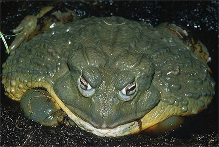 Kinh ngạc loài ếch khổng lồ, dài 1m, nặng 8kg - Báo Thái Bình điện tử