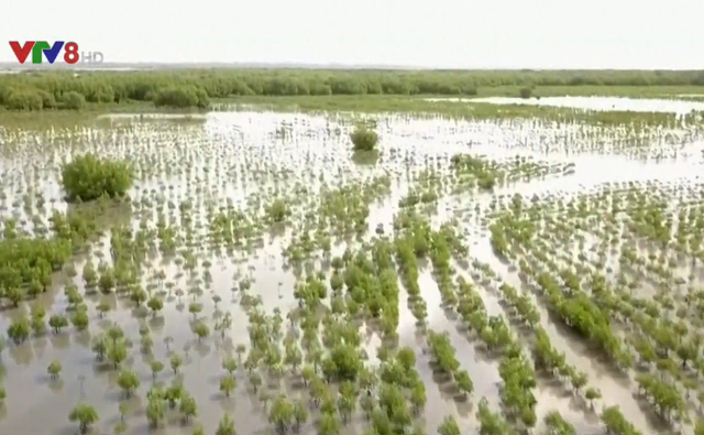 Dự án trồng rừng lớn nhất thế giới tại Senegal - Ảnh 2.