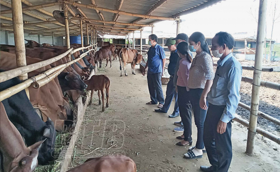 Phát triển kinh tế từ mô hình chăn nuôi bò thịt  Ủy ban mặt trận Tổ Quốc  Việt Nam tỉnh Bến Tre