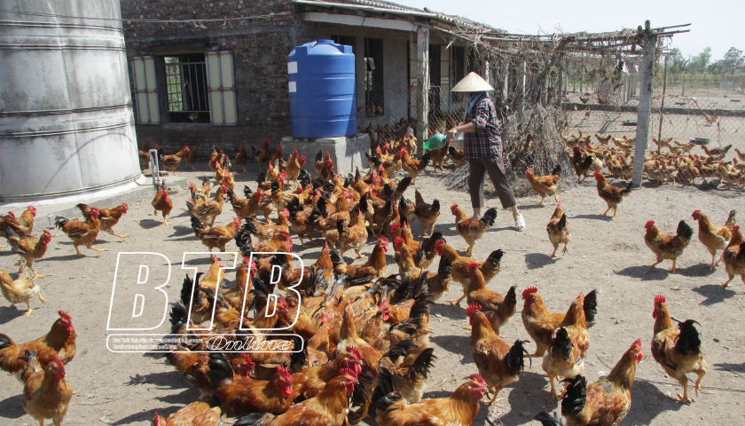 Kiến Xương: Xây dựng xã, vùng chăn nuôi trọng điểm giai đoạn 2024-2025, định hướng đến năm 2030