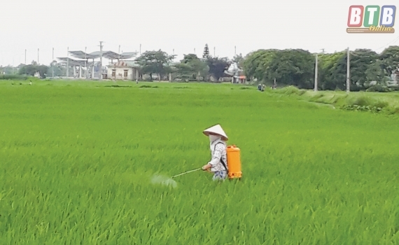 Công bố hết dịch bệnh lùn sọc đen hại lúa vụ mùa năm 2017 tại các huyện: Kiến Xương, Tiền Hải và Thái Thụy