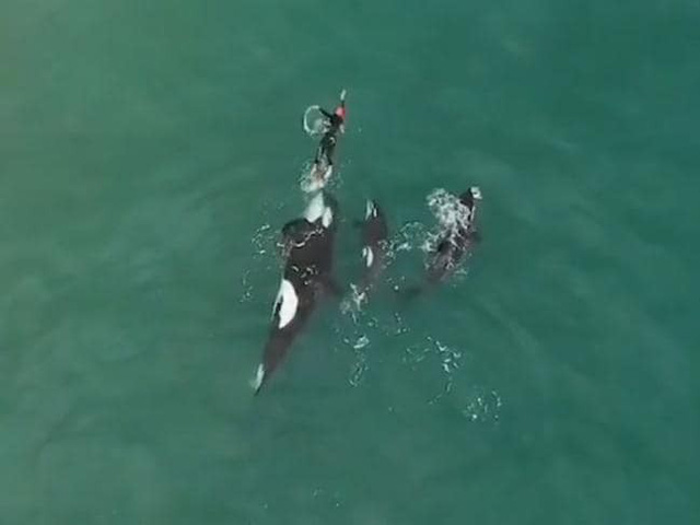 Đàn cá voi sát thủ áp sát người bơi ở ngoài khơi bờ biển Coromandel