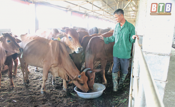 TH True MILK Trang trại chăn nuôi bò sữa tốt nhất Việt Nam  Tuổi Trẻ  Online