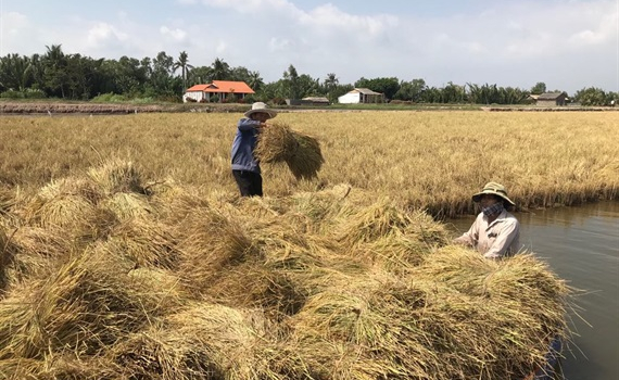 Con tôm ôm cây lúa mối lương duyên giúp nông dân thoát nghèo